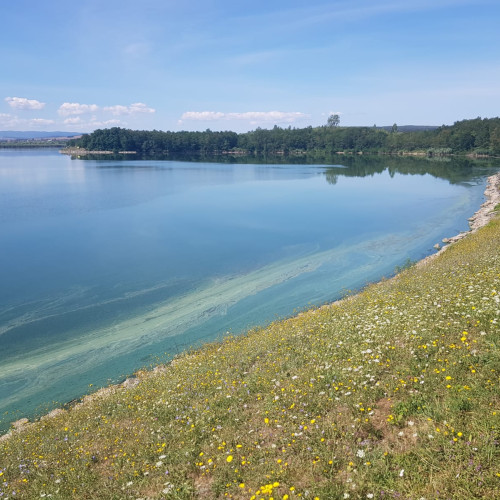 Fenomen natural pe acumularea Varsolt: inflorirea algala schimbă culoarea apei