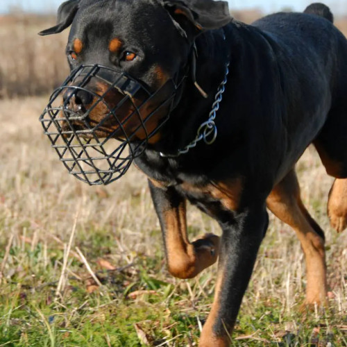 Acțiune a poliției pentru protecția animalelor în județul Sălaj