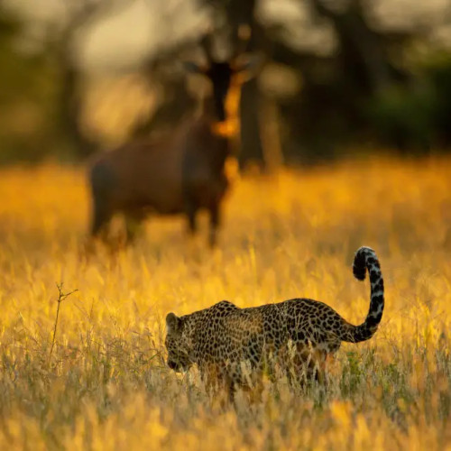 Cele mai periculoase animale din Africa