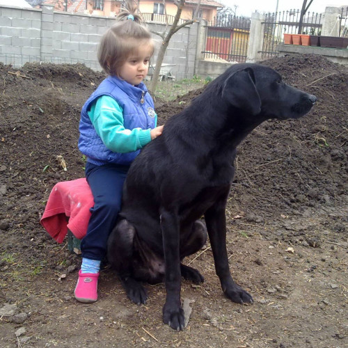 Un nou instrument poate prezice riscul de deces al câinilor vârstnici