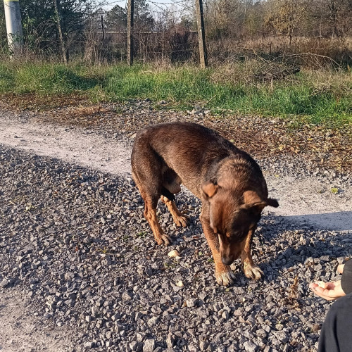 Câine abandonat cu microcip din Sălaj, găsit pe un câmp din județul vecin