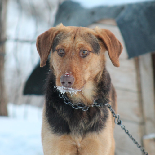 Amenzi drastice pentru neîngrijirea corespunzătoare a animalelor de companie în vreme de geroasă