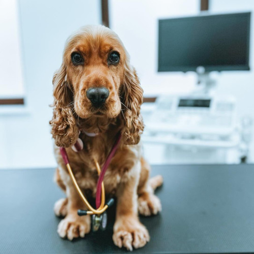 Sfaturi pentru igiena animalelor de companie de la Clinica Veterius Zalău