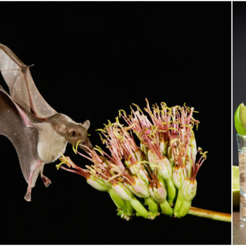 Liliecii esențiali pentru polenizarea agavelor salvează producția de tequila în Mexic