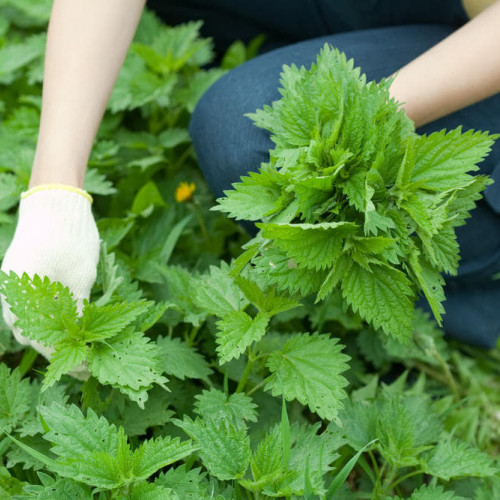 Descoperirea miraculoasă a urzicii: Remediul natural al sănătății umane