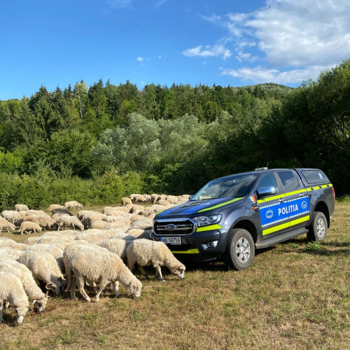 Poliția animalelor controlează ciobanii din Sălaj