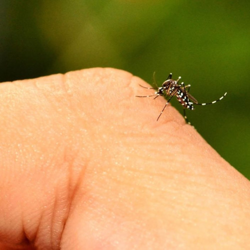 Specie invazivă de țânțar-tigru colonizează Europa